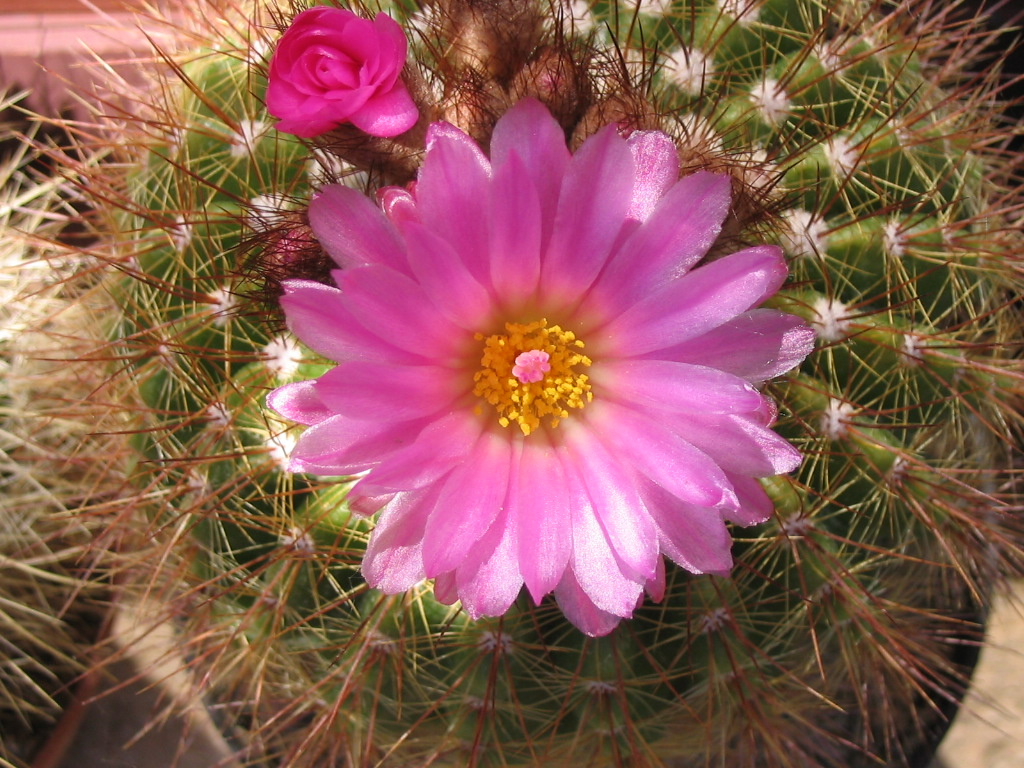 notocactus