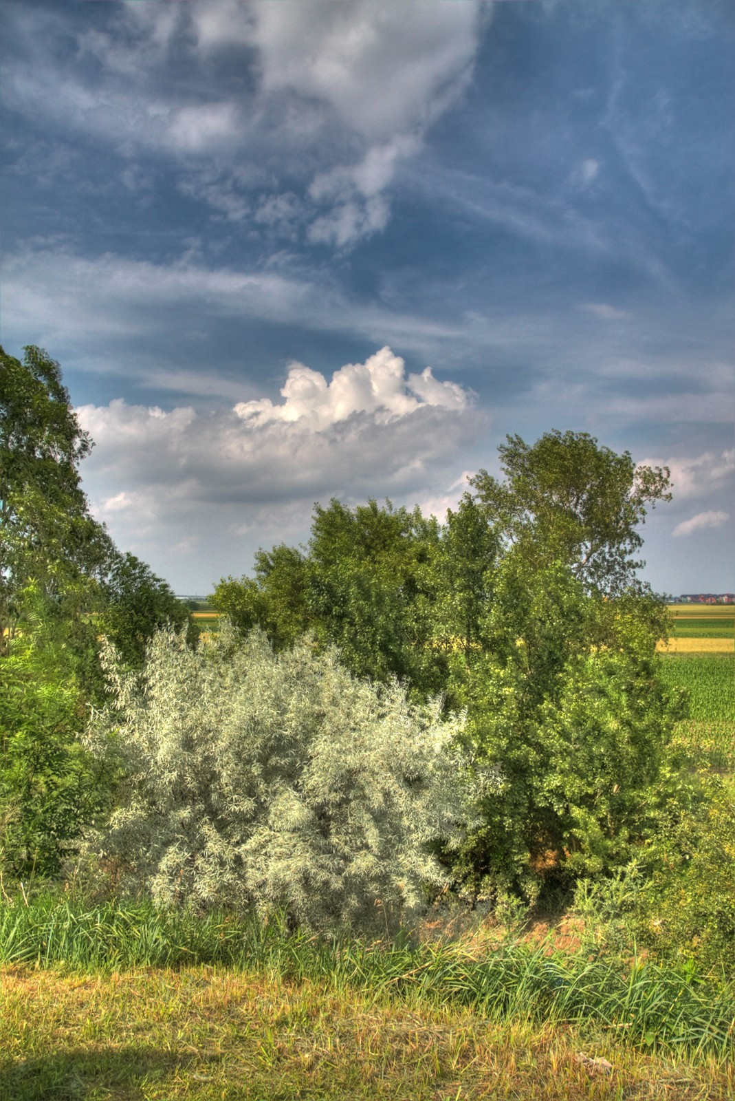 roncs 071 HDR