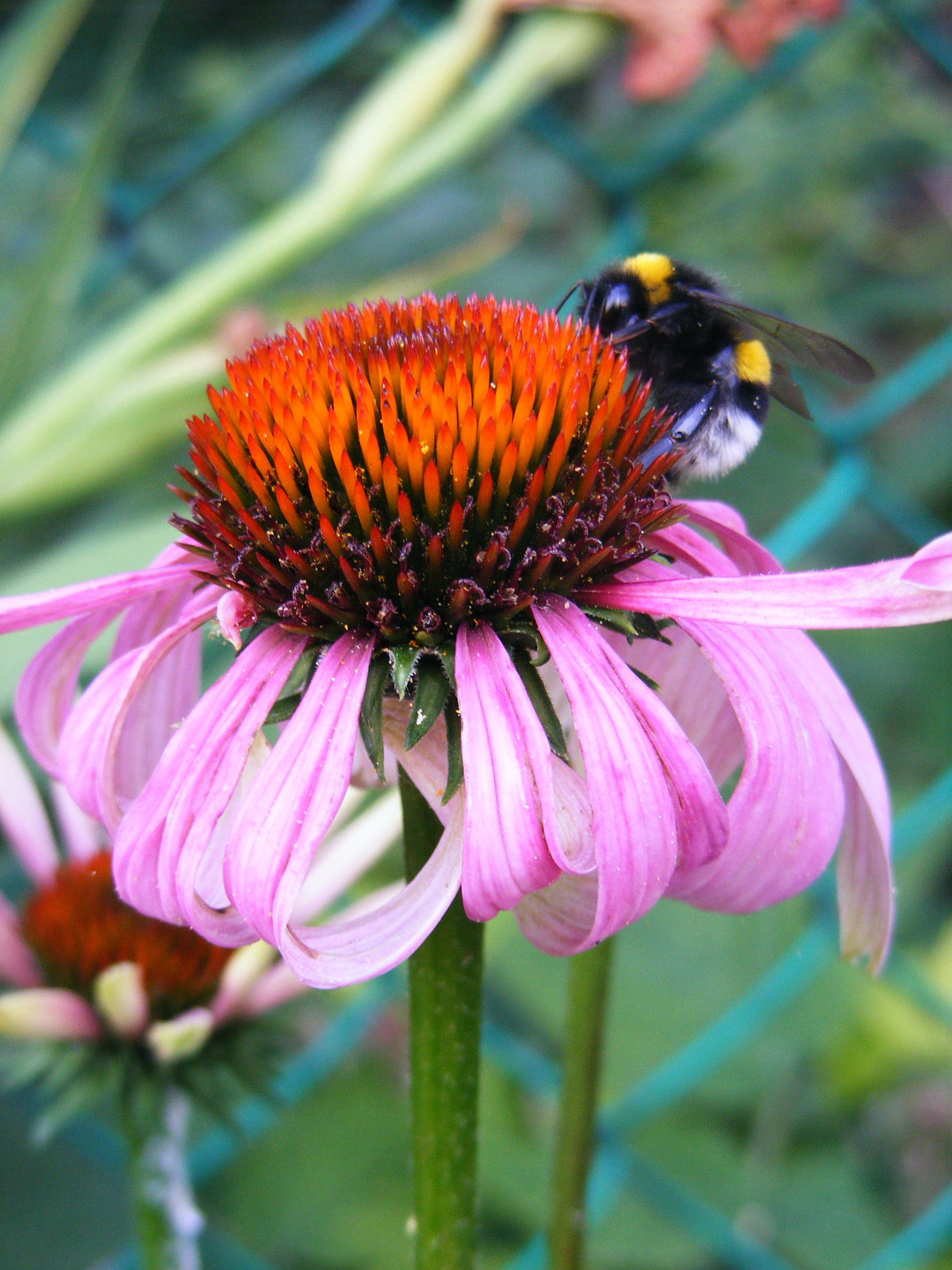 bee on the flower (: