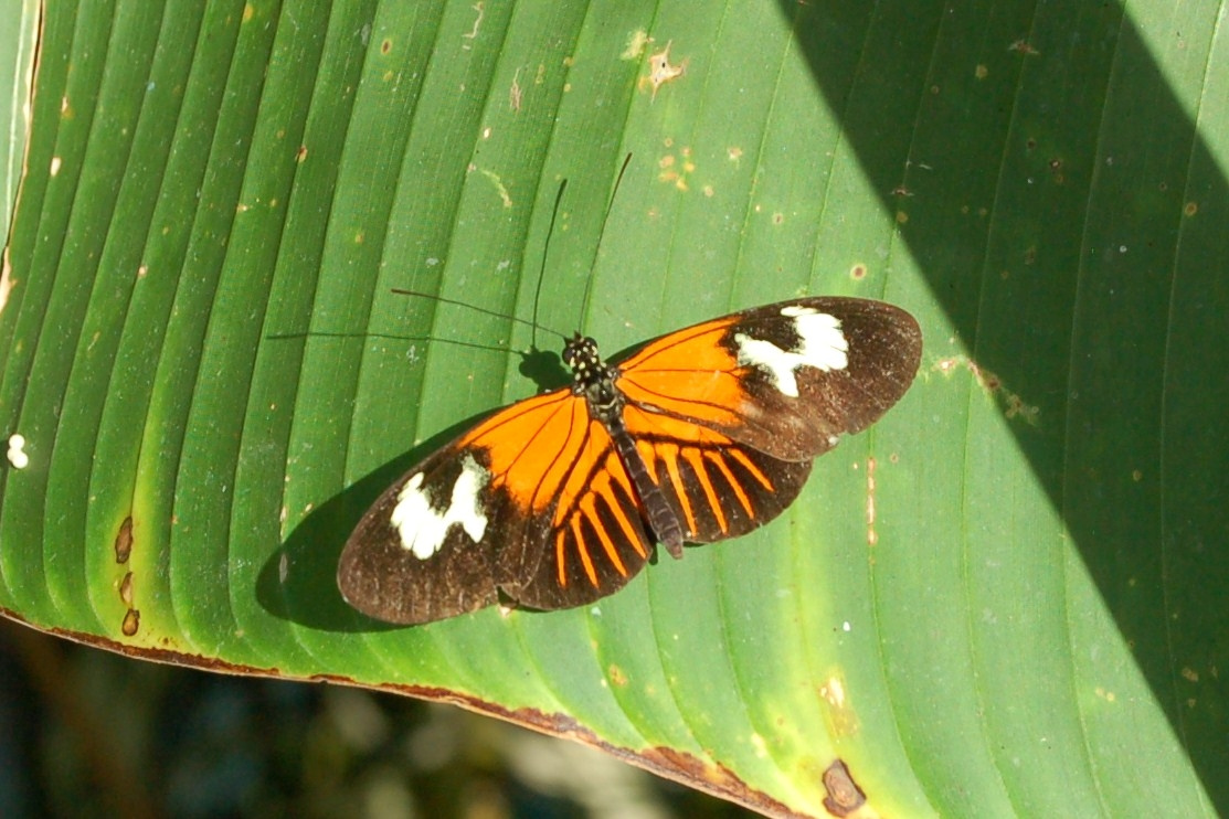 Heliconius 10