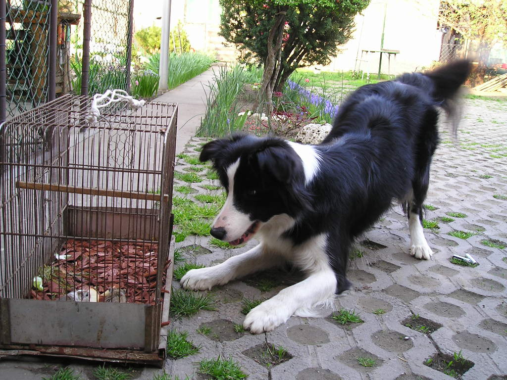 Aya herding mice