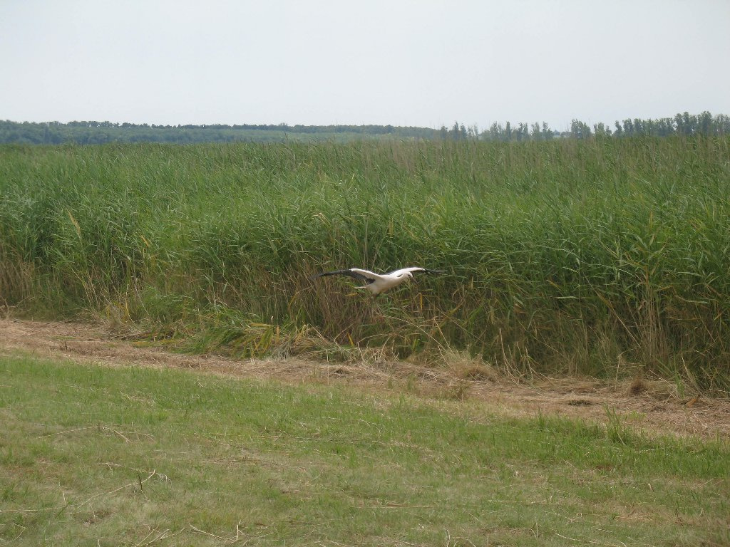 Száll a gólyánk