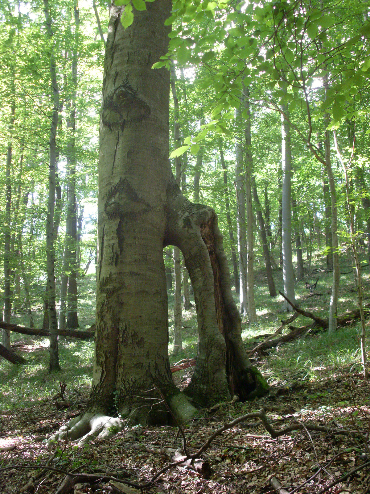 Kétlábú fa