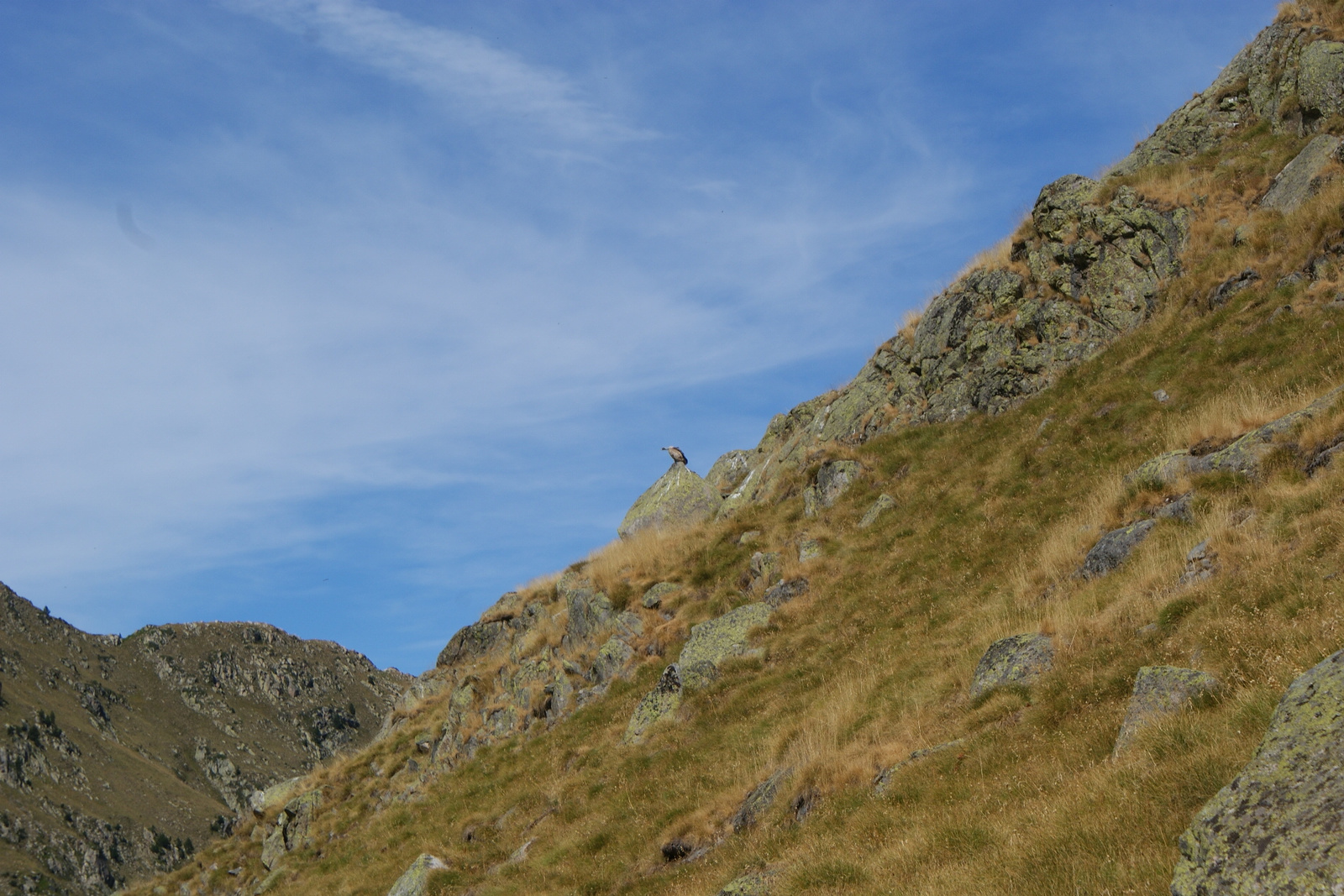 keselyű 3 Circ de Colomers PN d'Aigüestortes