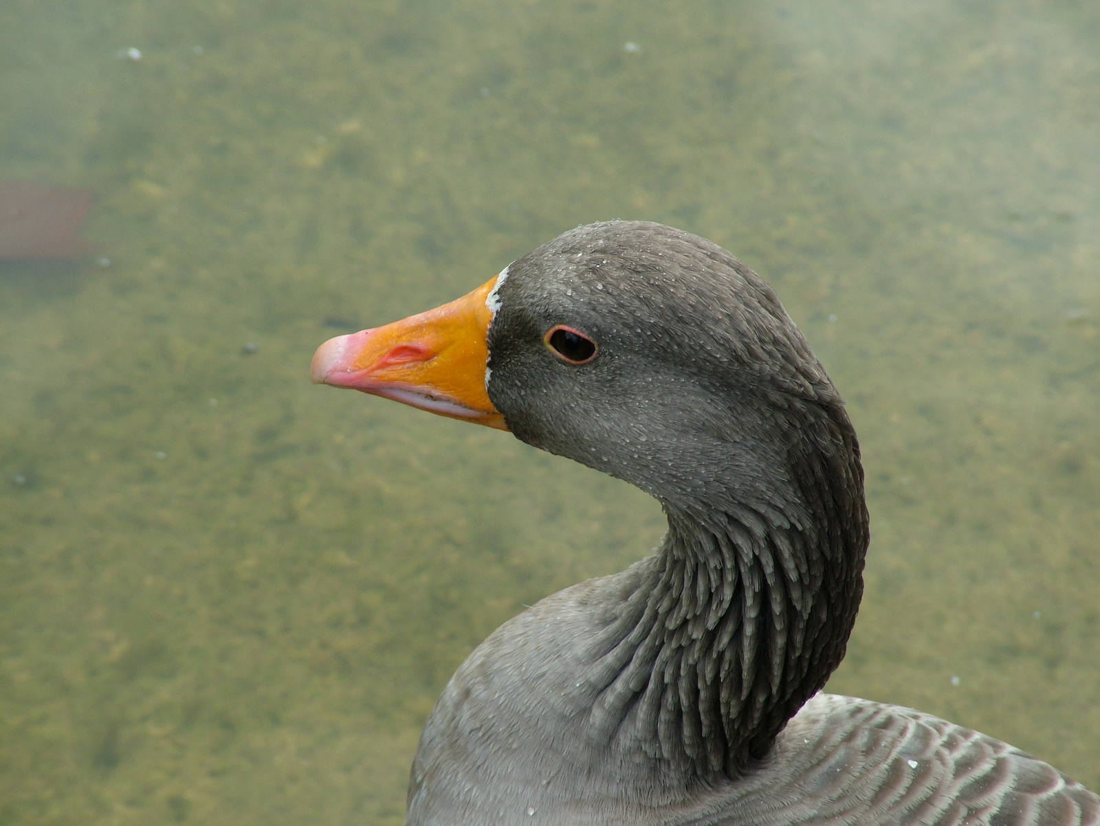 2009.szept London Leeds Birdlington York 103