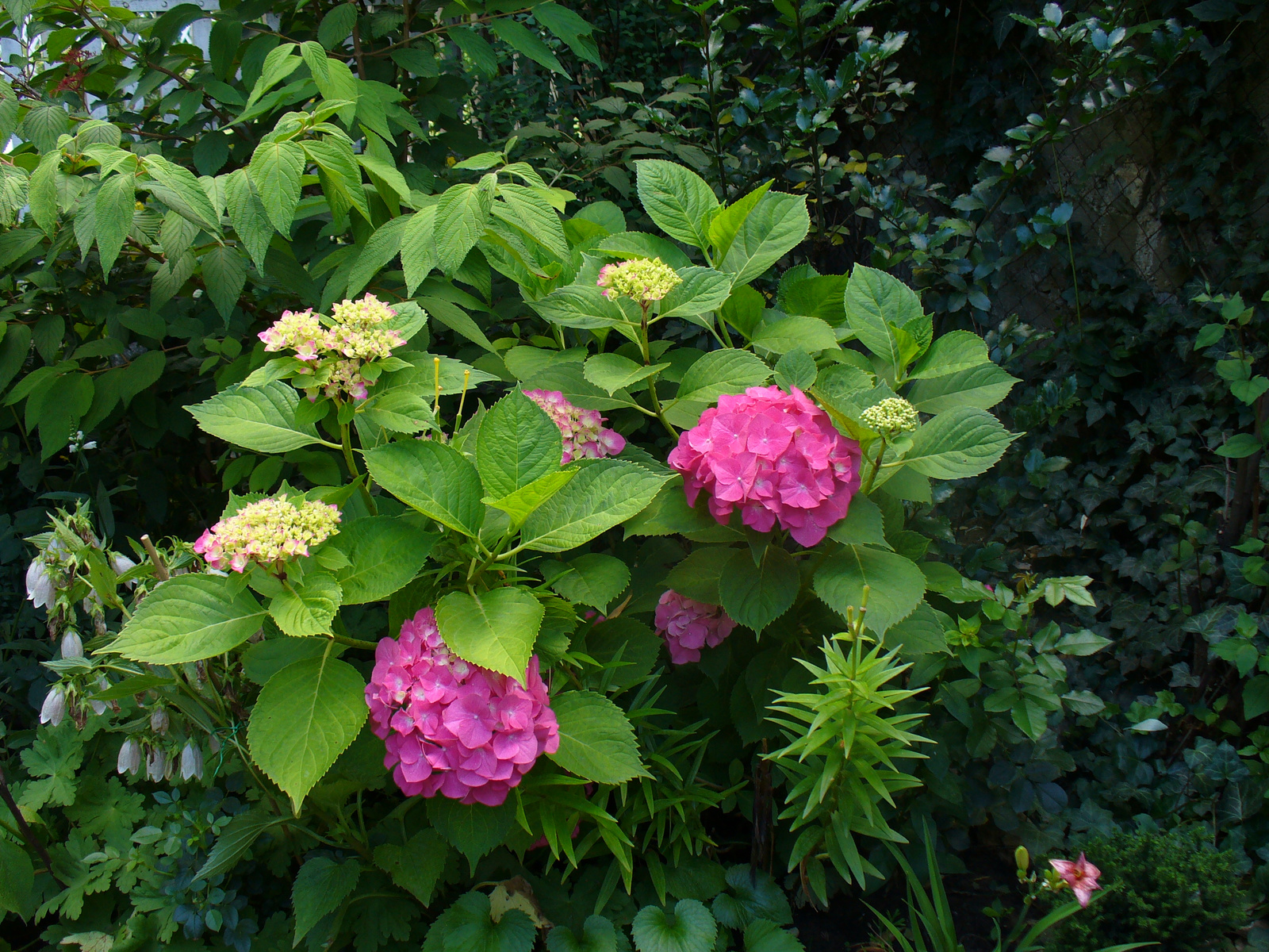 Hydrangea macrophylla