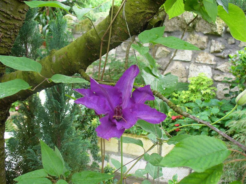 Clematis 'President'