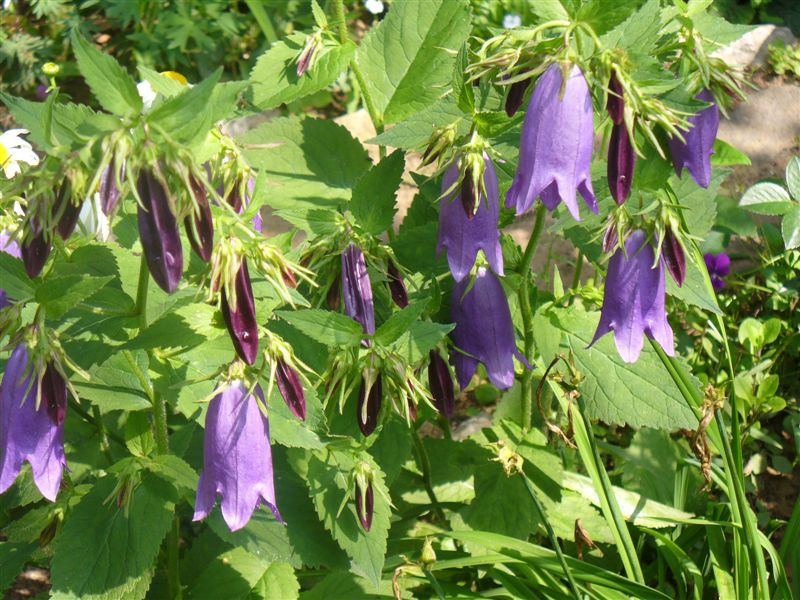 Campanula hybride 'Sarastro'