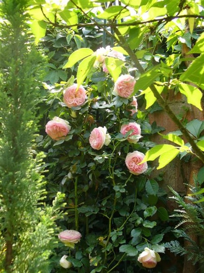 Rosa 'Pierre Ronsard'