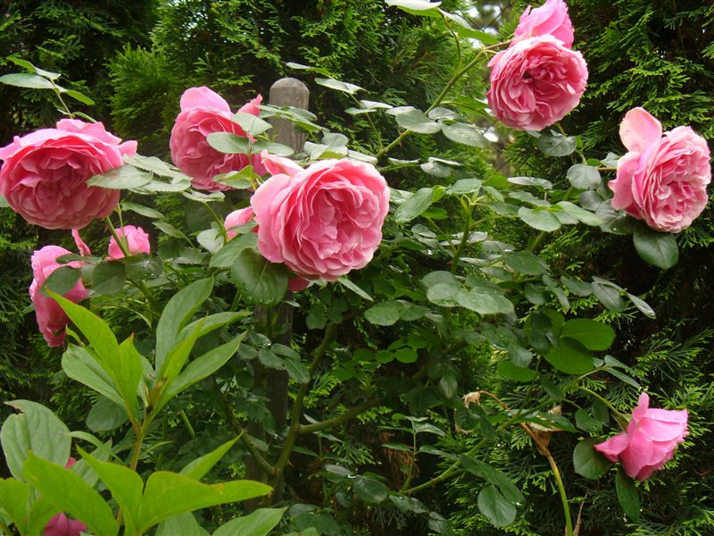 Rosa 'Leonardo da Vinci'