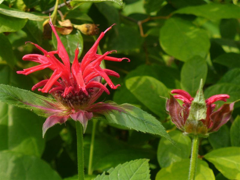 Monarda