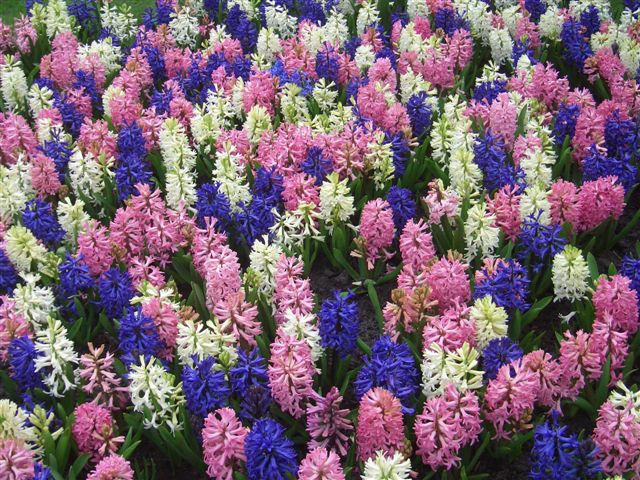 20060415 Keukenhof 098