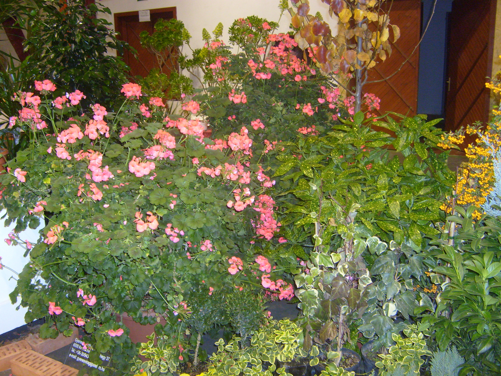 Kecel virágkiállítás 2008