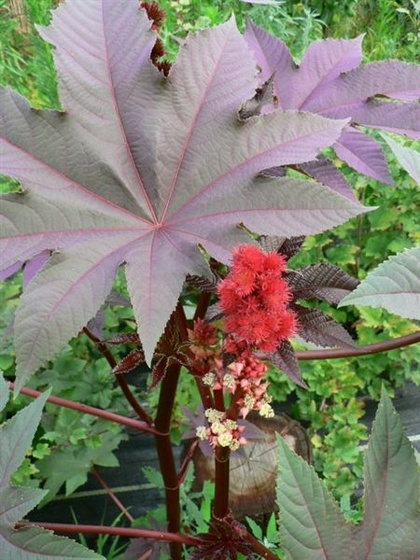 ricinus virágzó