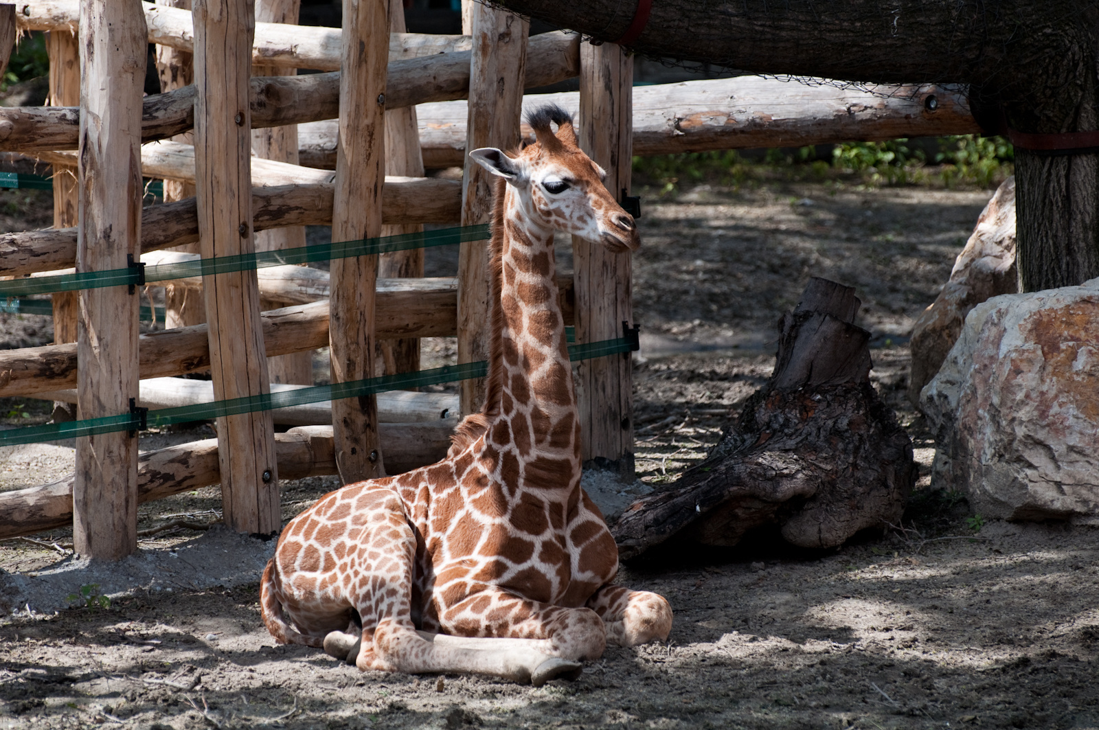 zoo2010-0071