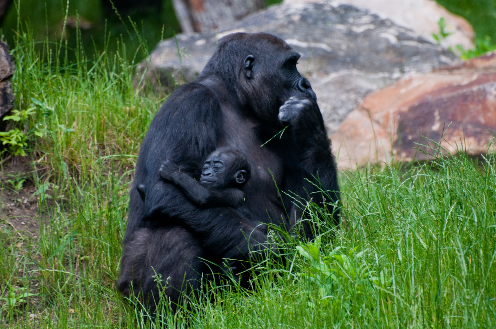 zoo2010-0199