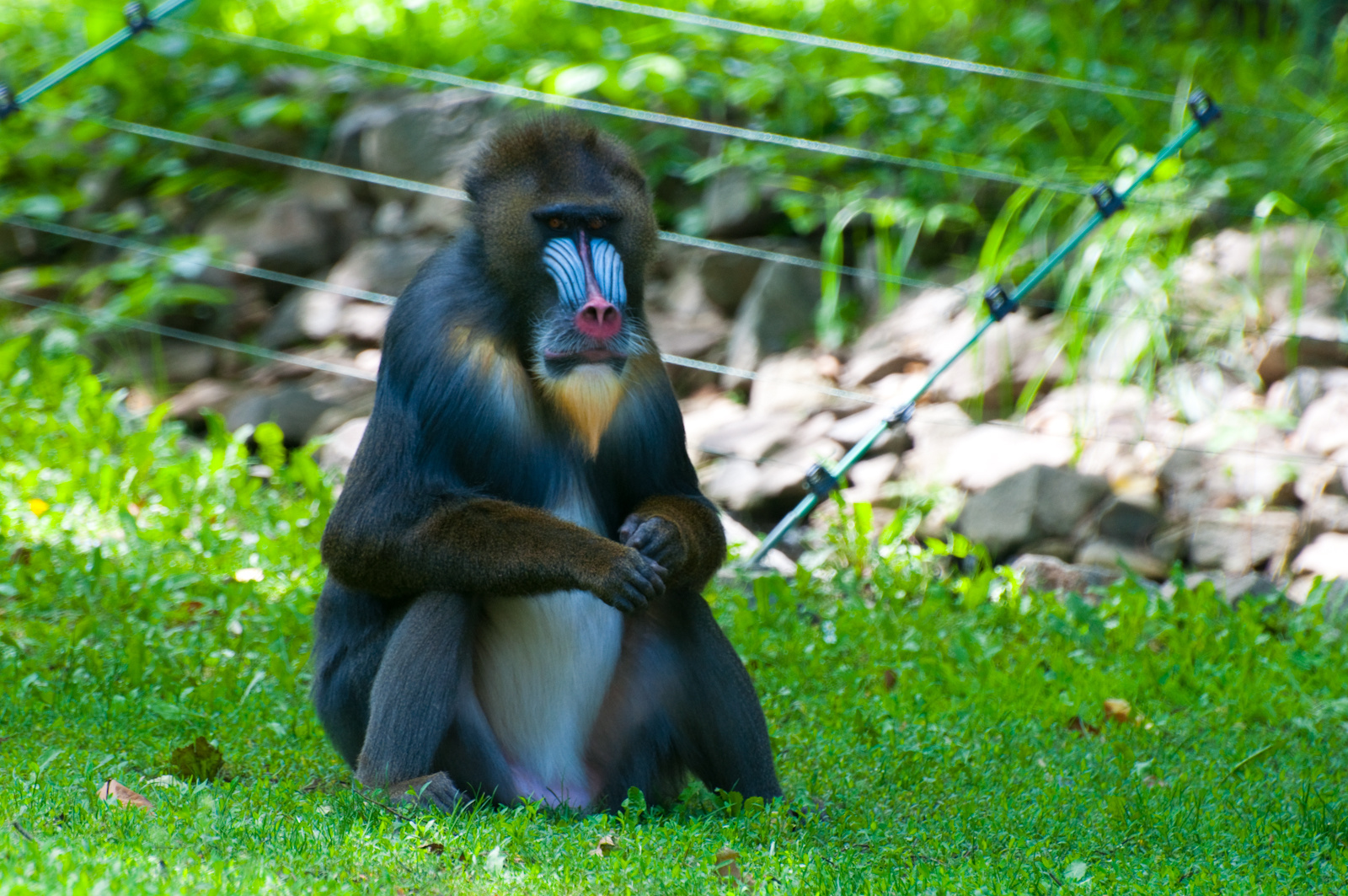 zoo2010-0249