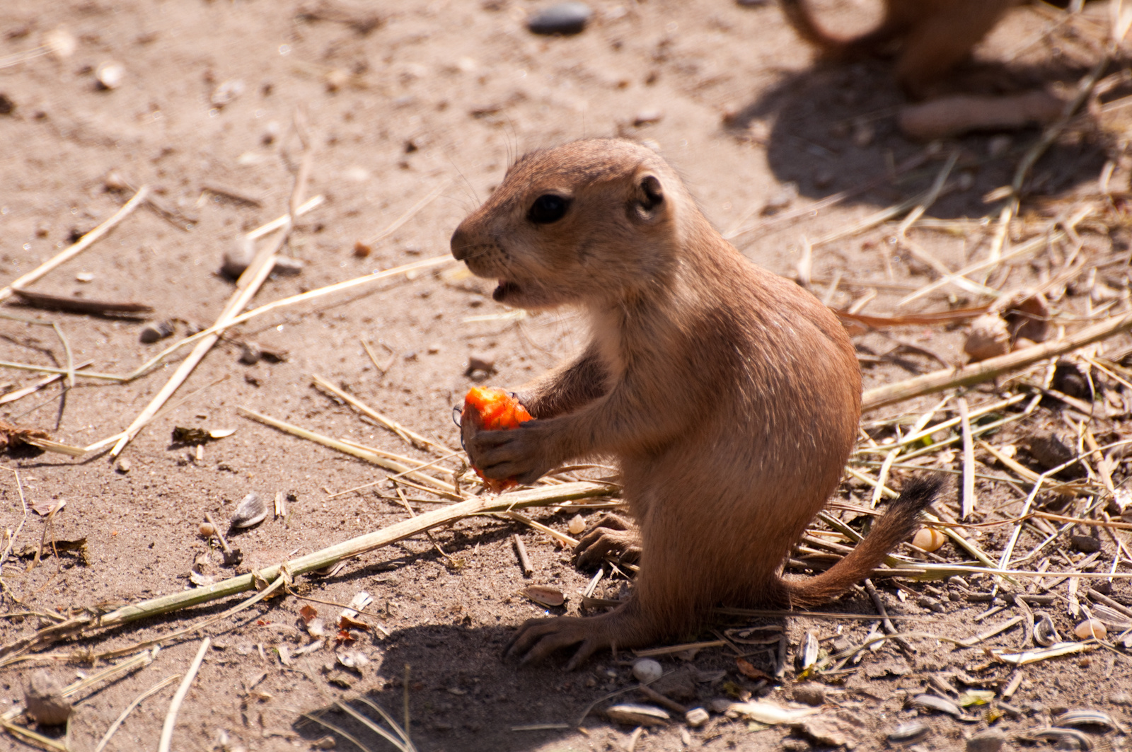 zoo2010-0284