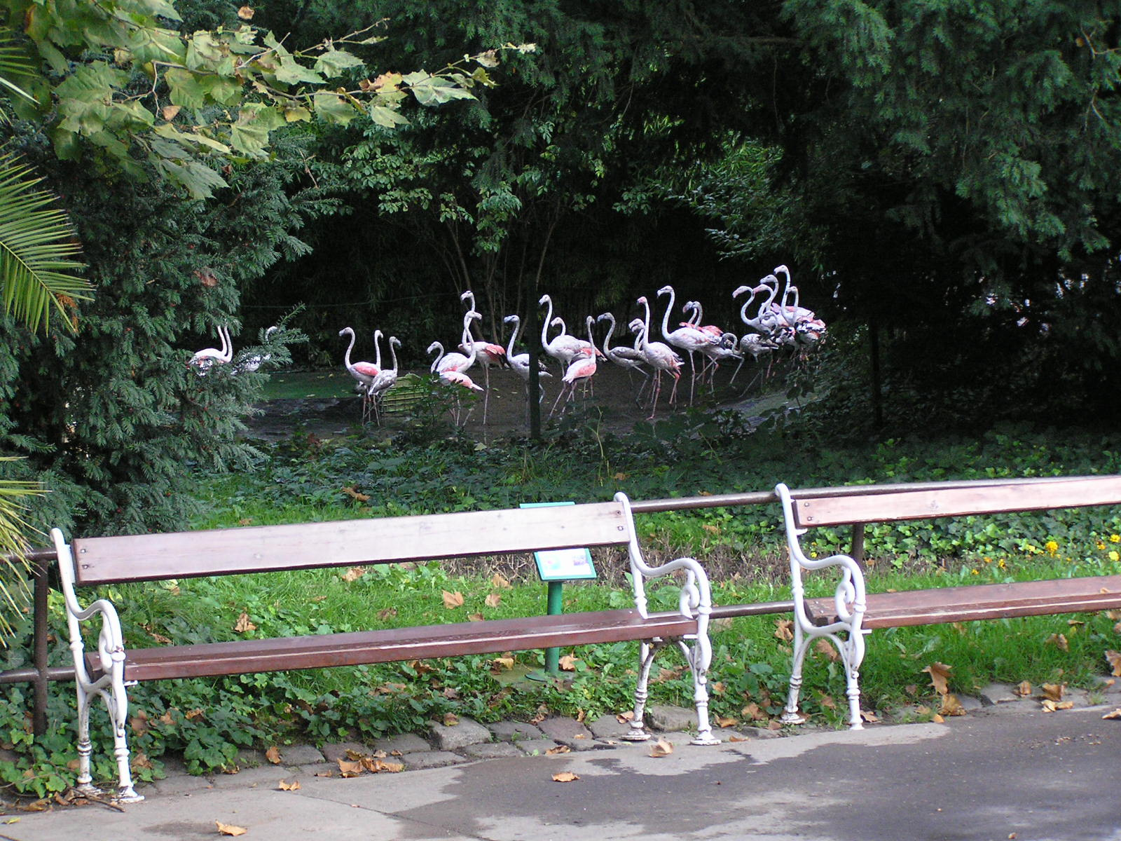 0 003 Flamingoterelés a budapesti Állatkertben
