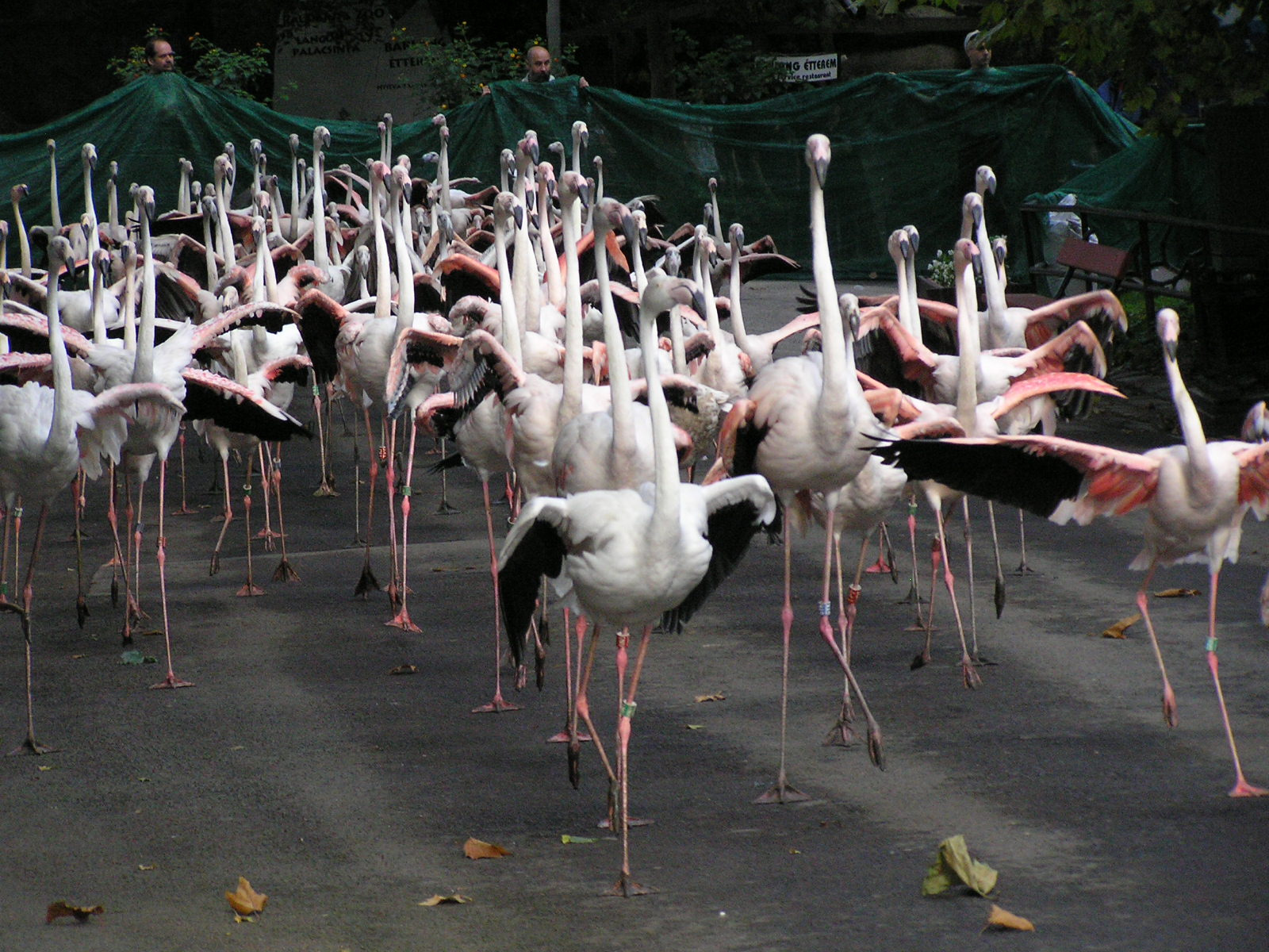 0 007 Flamingóterelés egyszer az állatkertben