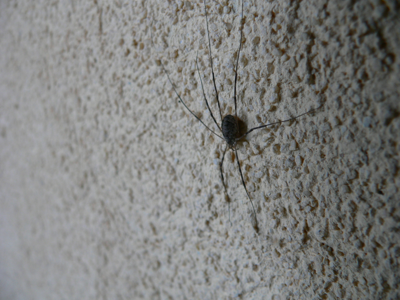 spider