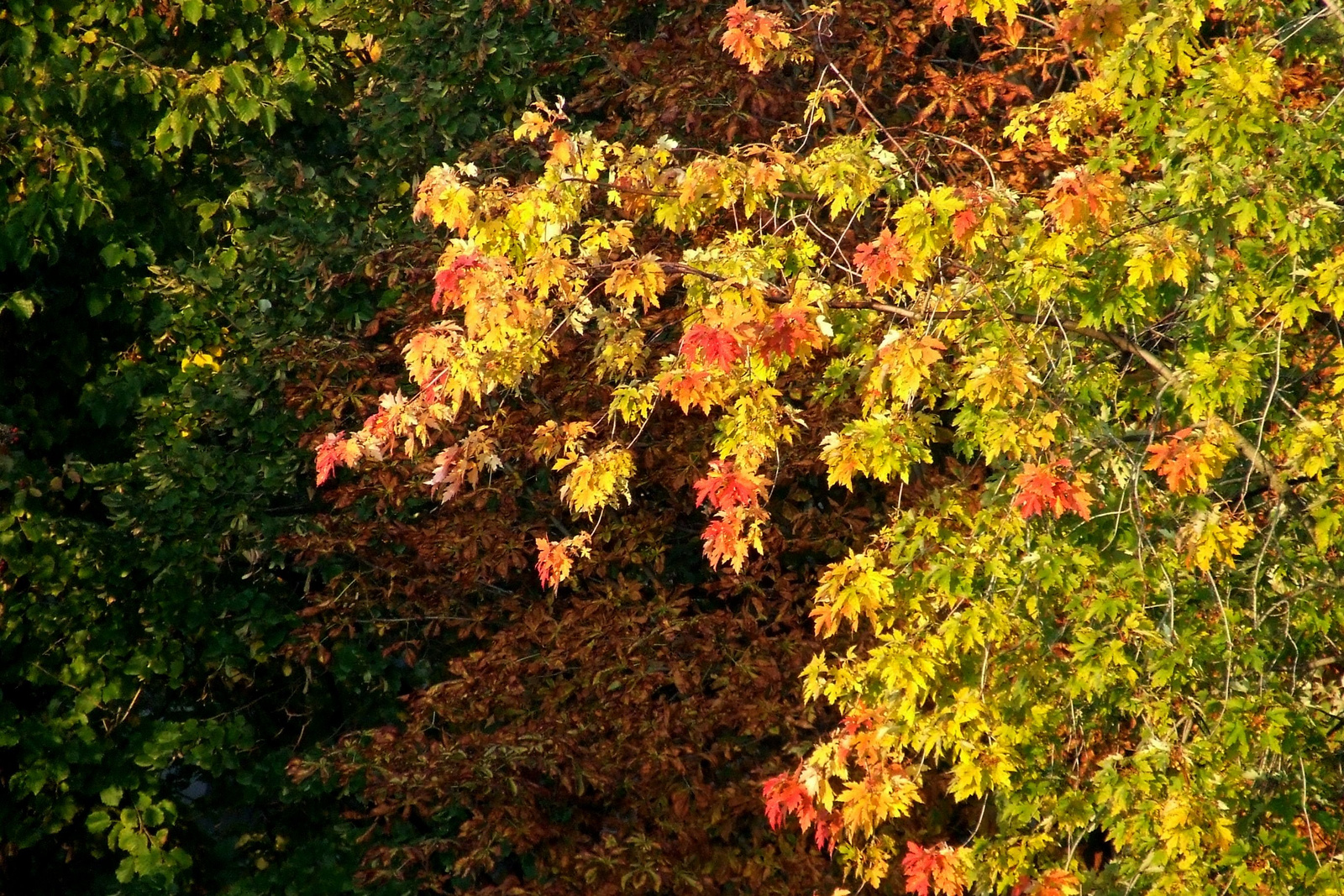 őszi színkavalkád