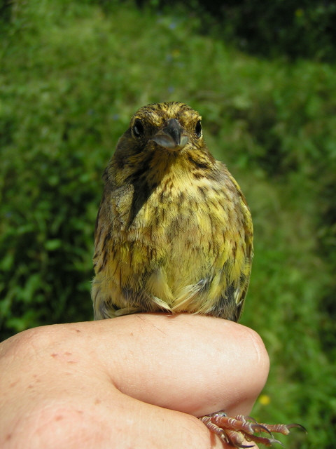 Citromsármány (Emberiza citrinella) melle