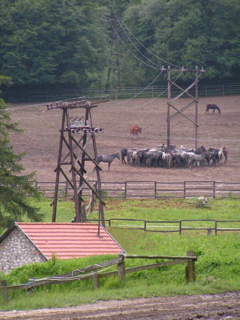 A csipkéskúti ménes