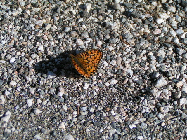 Tüzes tarkalepke (Melitaea didyma)