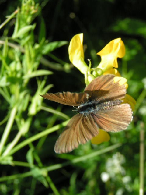 Közönséges ökörszemlepke (Aphantopus hyperantus)