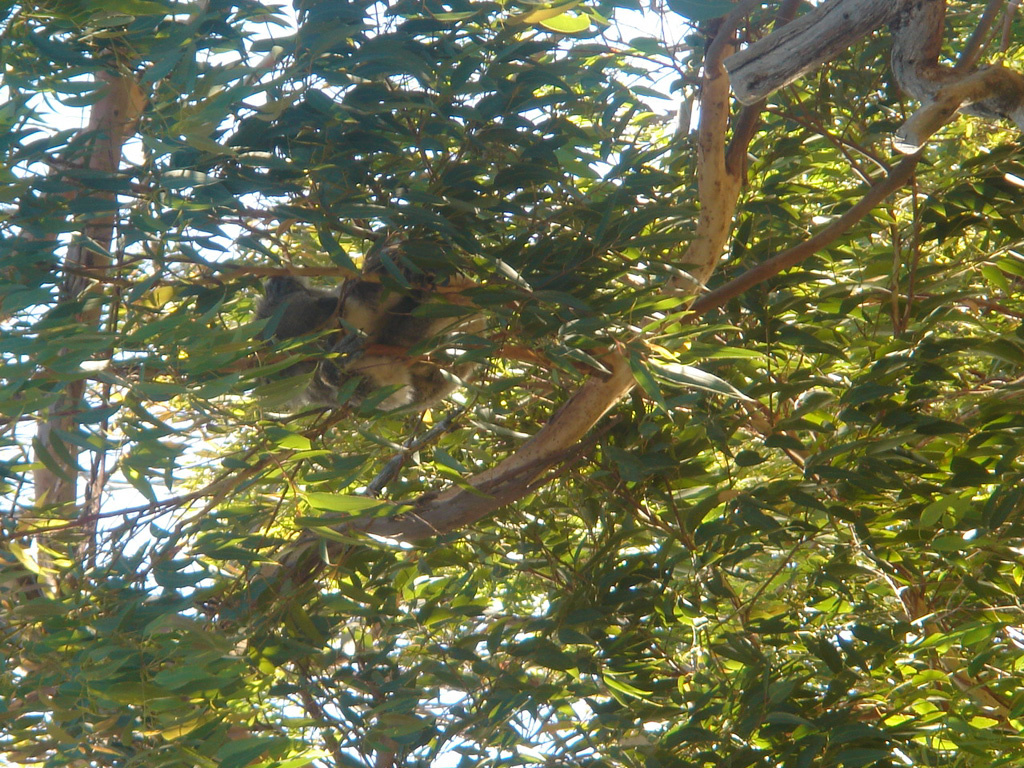 Australia 2007 -4- YANCHEP 433 National Park