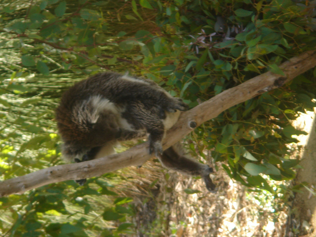 Australia 2007 -4- YANCHEP 435 National Park