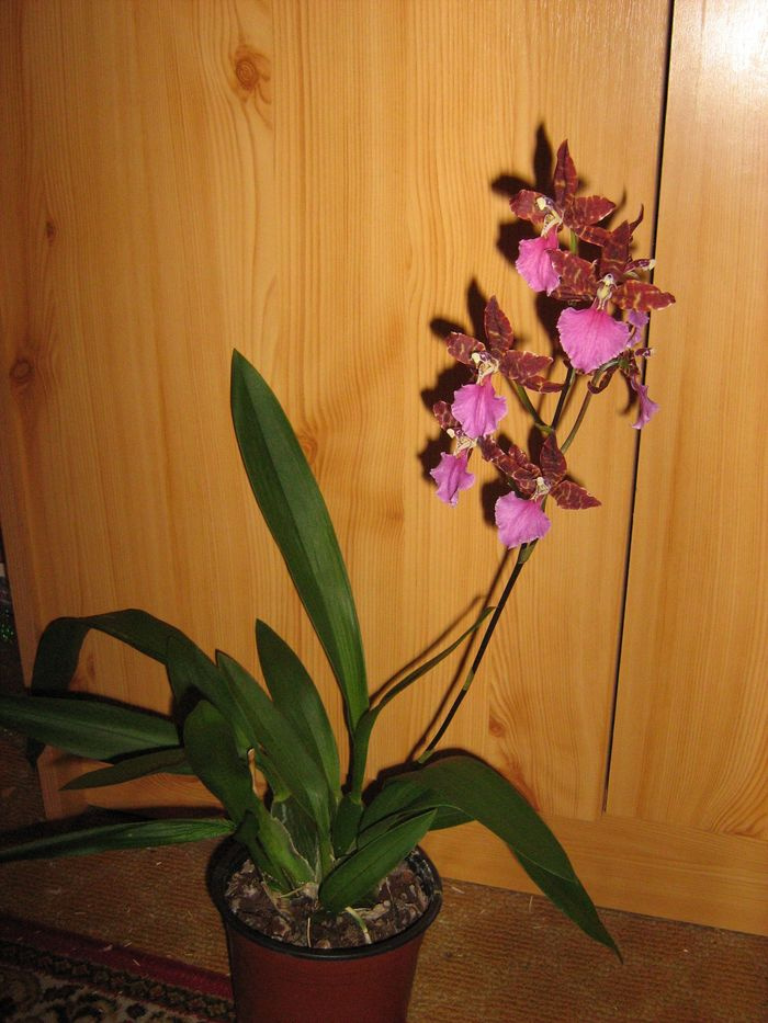 Odontoglossum 'Violetta von Holm'