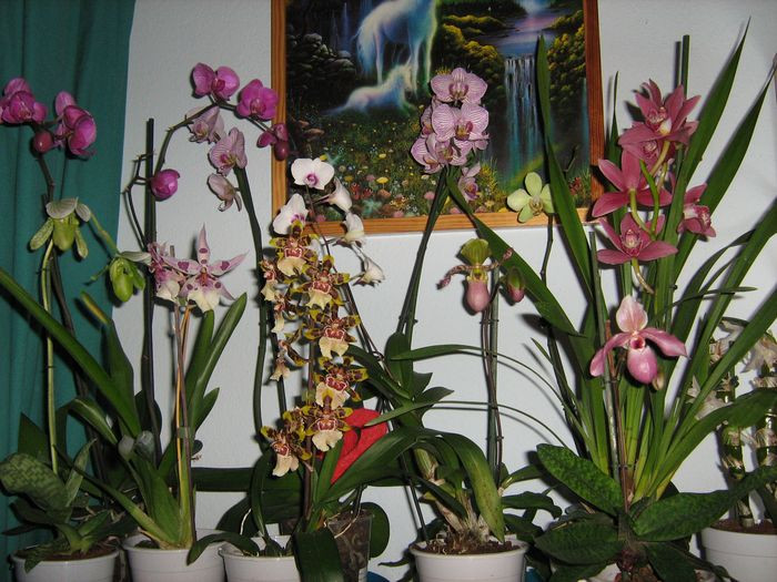 orchideáim...
