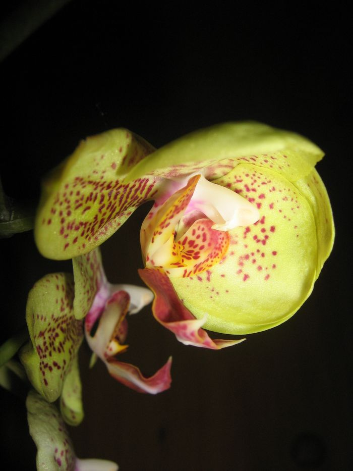 Phalanopsis 'Brother Goldsmith'