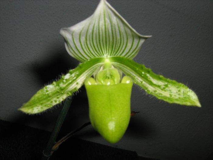 Paphiopedilum Maudiae 'The Queen'