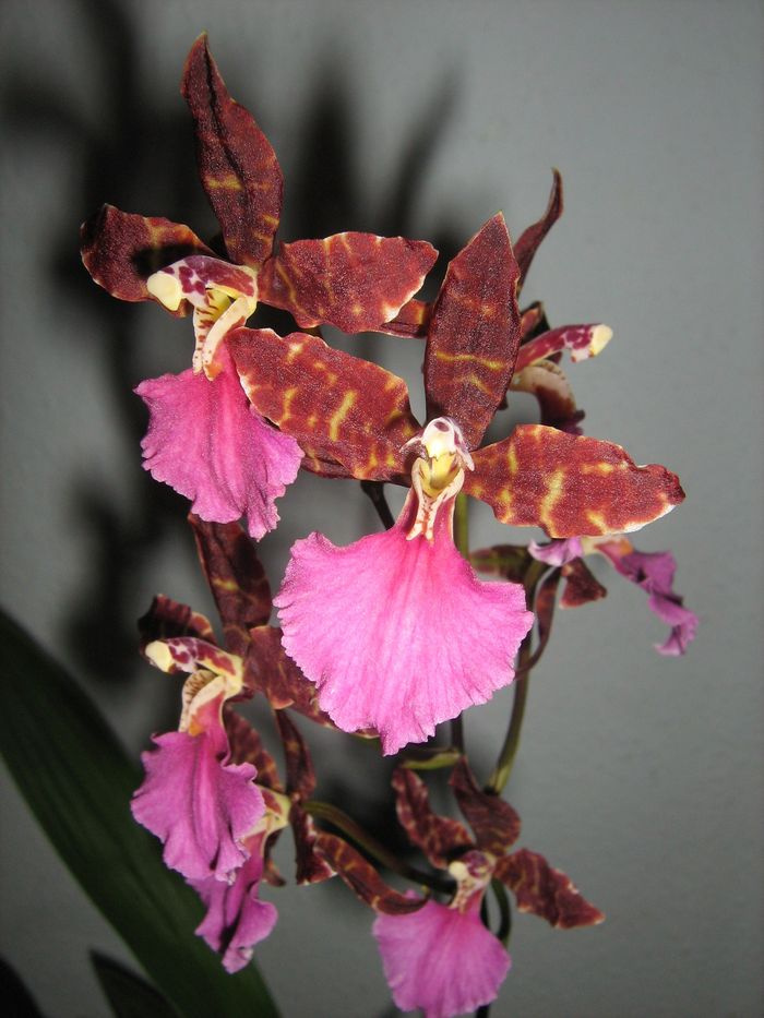 Odontoglossum 'Violetta von Holm'