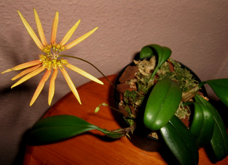 Bulbophyllum makoyanum