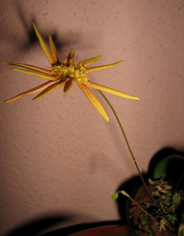 Bulbophyllum makoyanum