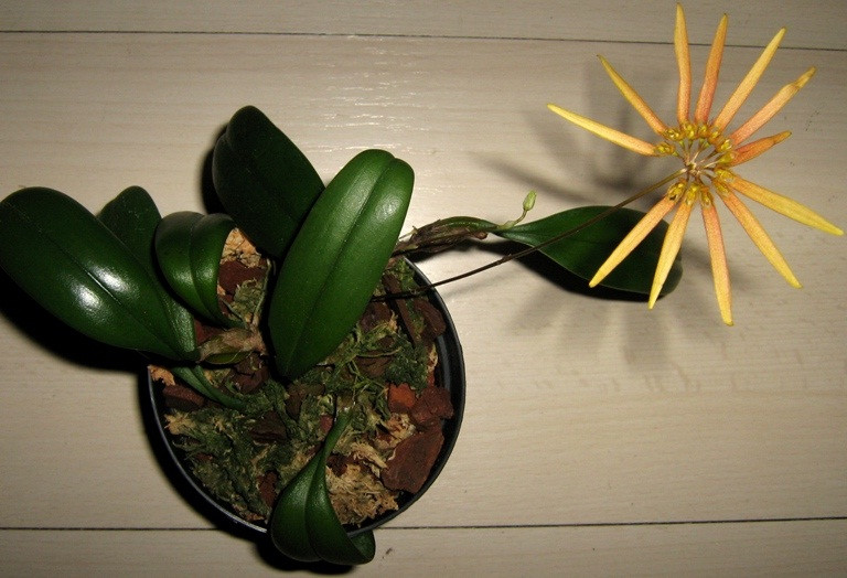 Bulbophyllum makoyanum