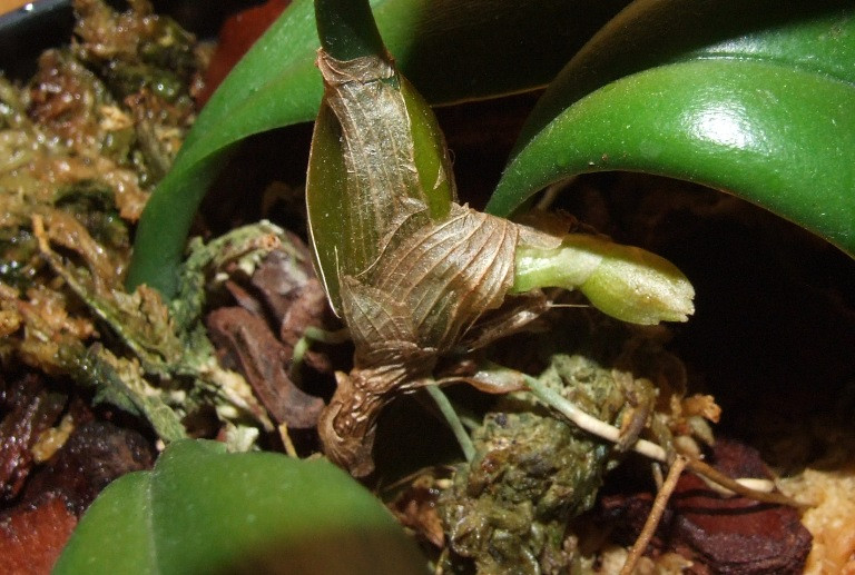 Bulbophyllum makoyanum új hajtása