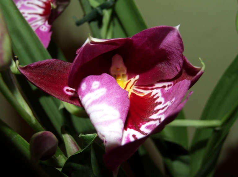 Miltonia Martin Orenstein 'Shirley P.'