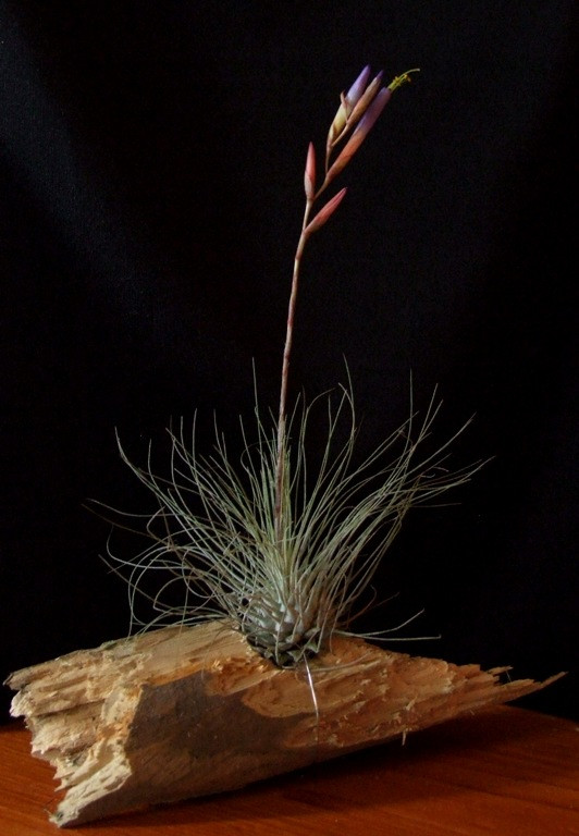 Tillandsia fuchsii 'gracilis'