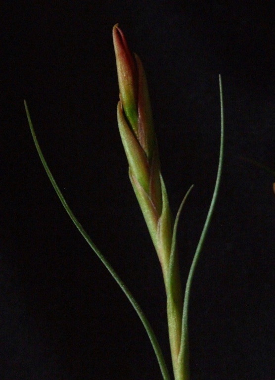 Tillandsia aeranthos