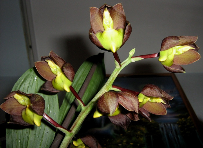 Catasetum tennabrosum