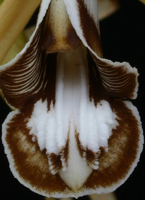 Coelogyne dayana