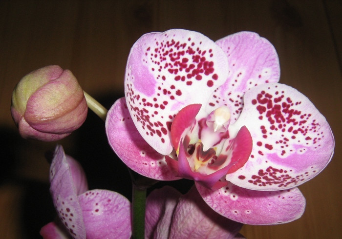 Phalaenopsis