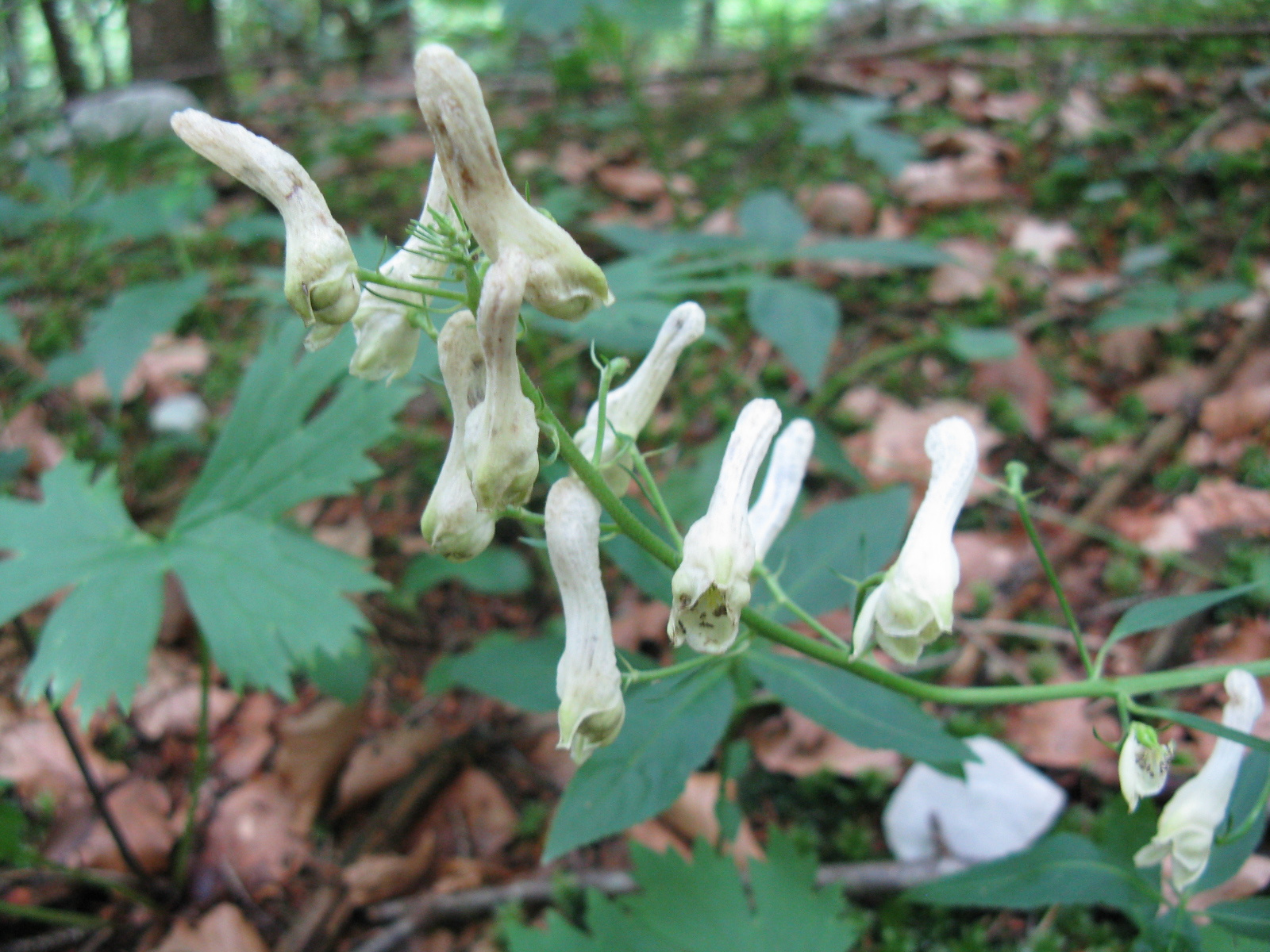 Farakasölő sisakvirág Aconitum vulparia