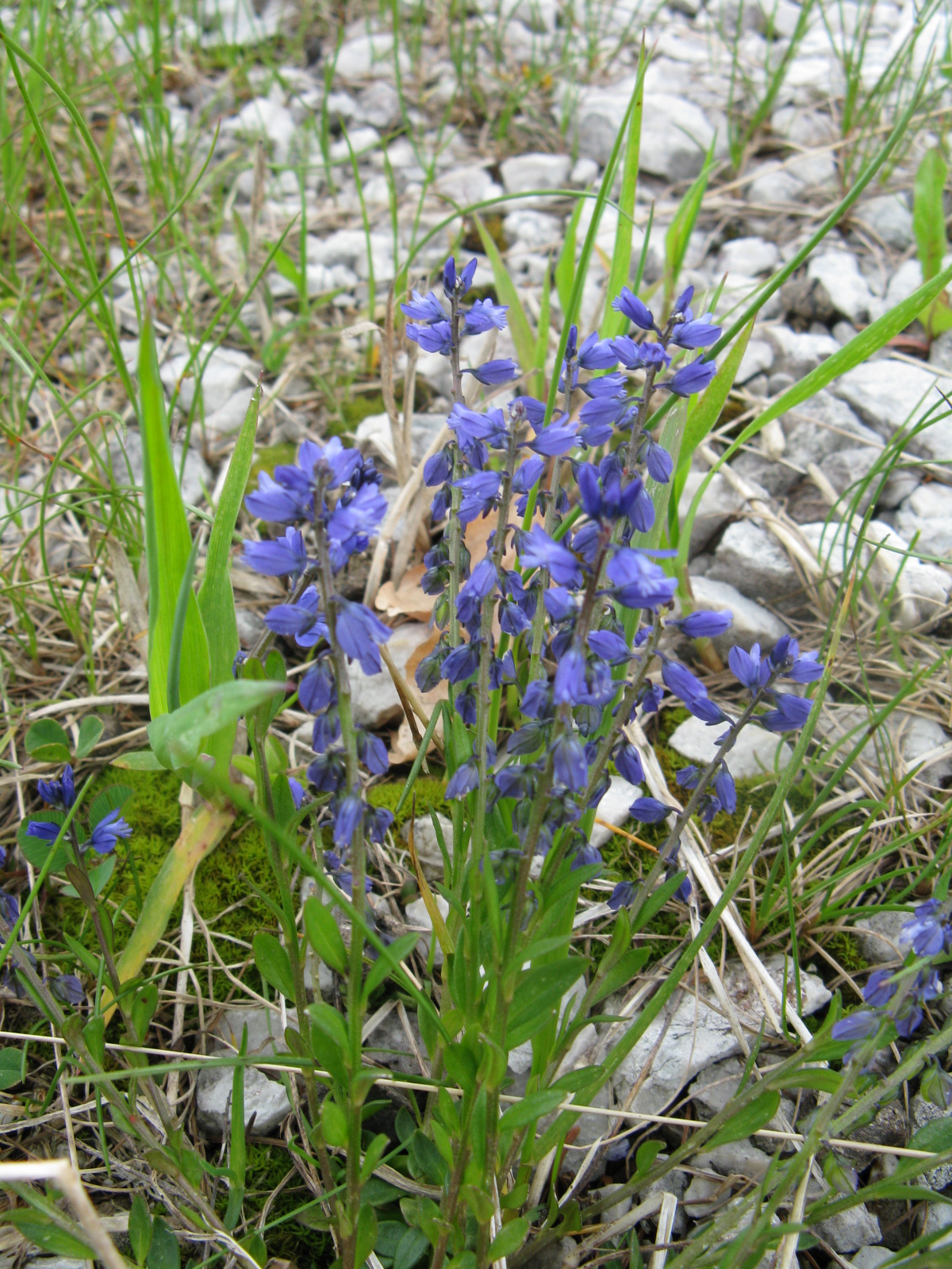 Üstökös pacsirtafű Polygala comosa1