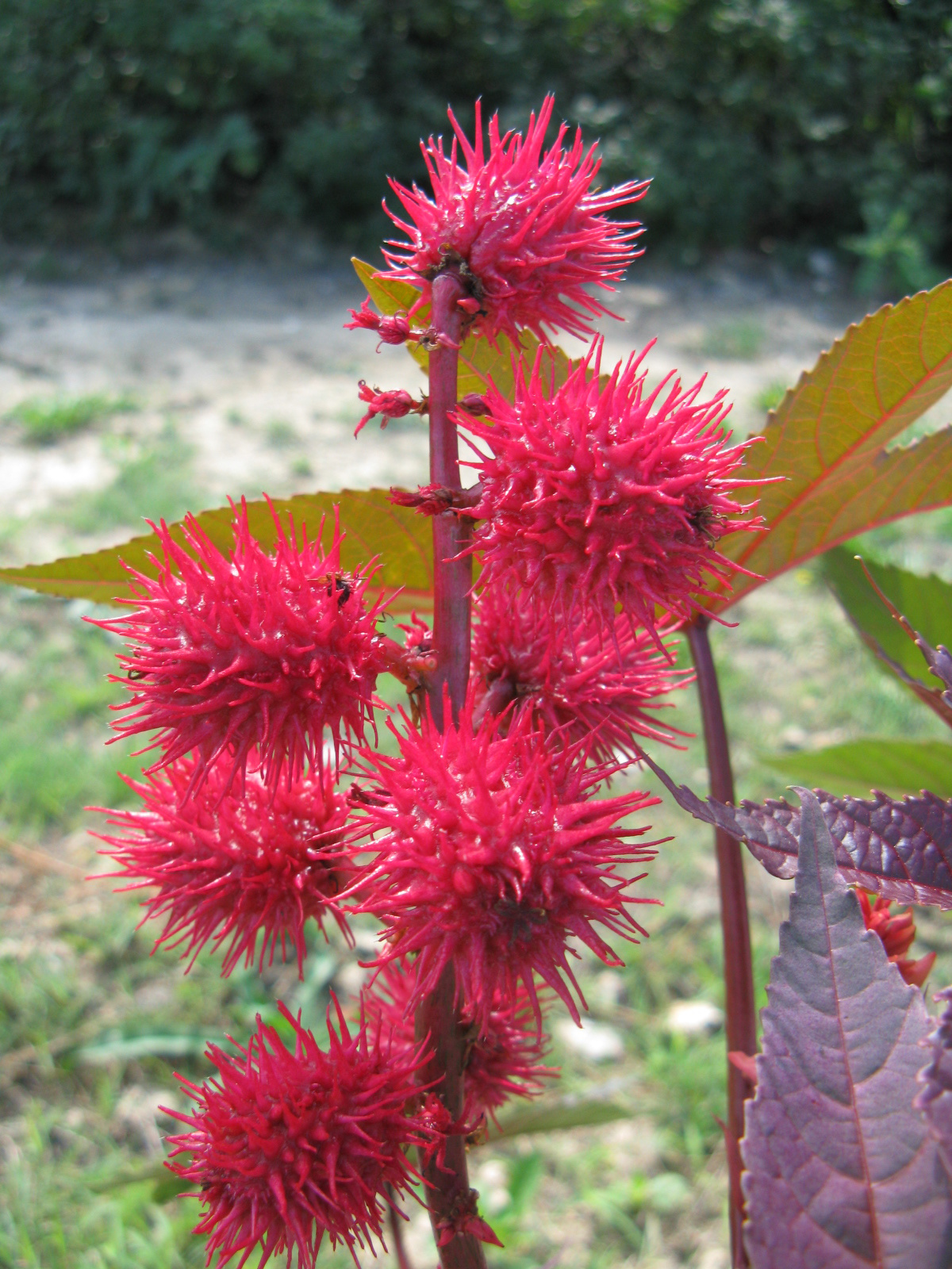 Ricinus